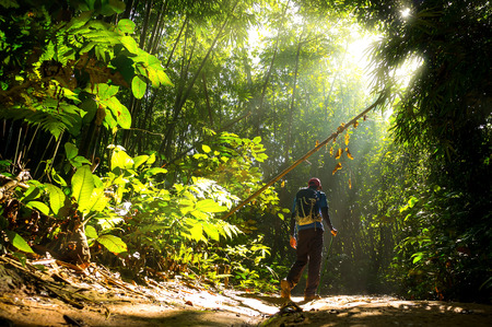 Hiker in a nature green forest with sunny light morning.の写真素材