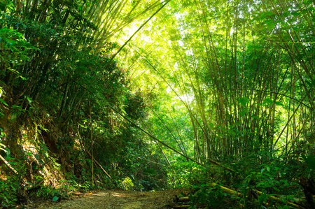 Bamboo forest at pathway hiking with morning sunlightの写真素材