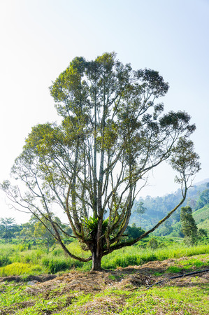 Durian treeの写真素材