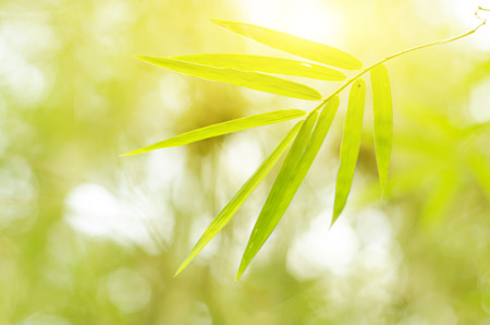 Natural blurred green bamboo leaf background, the bokeh effectの写真素材