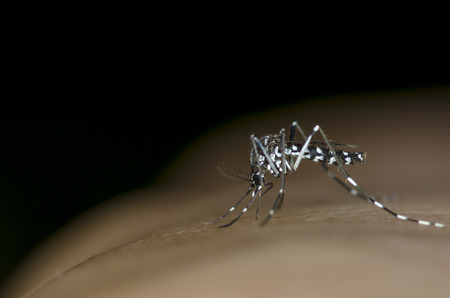 Macro and depth of field (DOF) effect of Albopictus Mosquito - Albopictus mosquito sucking bloodの写真素材