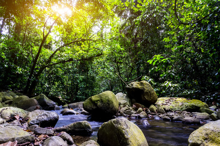 Landscape photo of beautiful waterfall in rainforest during sunrise at Selangor, Malaysiaの写真素材