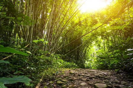 Nature rain forest with morning sunlightの写真素材