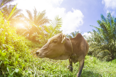 Close up of a local cow's at Pahang, Malaysia - Photographed by fisheye lens and shallow DOF with focus on the eyes.の写真素材