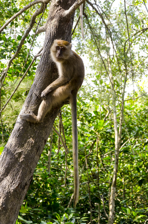 Monkey ( Long-tailed Macaque or Macaca fascicularis ) in wildlife