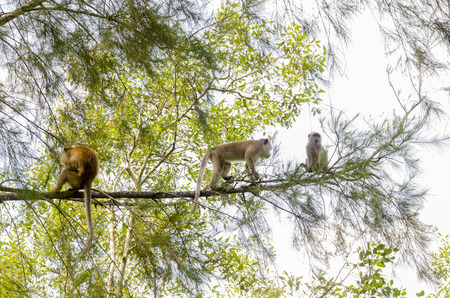 Monkey ( Long-tailed Macaque or Macaca fascicularis ) in wildlife