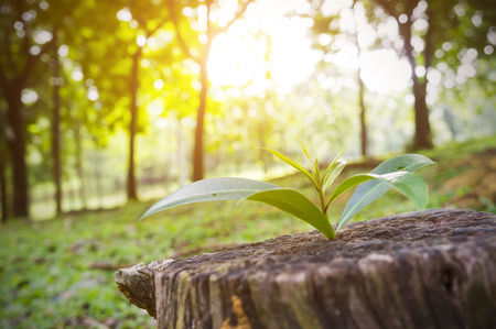 NEW LIFE IS BEGIN. New development and renewal as a business concept. Tittle tree on stump.の写真素材