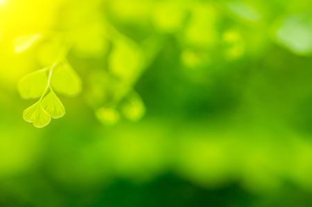 Natural green background, the bokeh and depth of field (DOF) effect.の写真素材