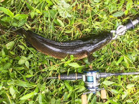 Fresh catch snakehead fish and fishing rodの写真素材