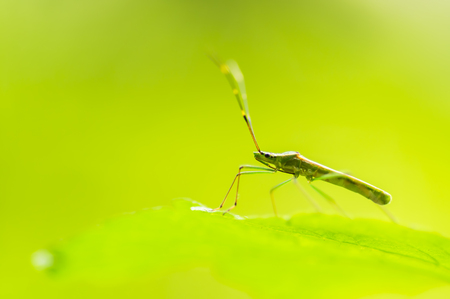Beautiful macro of cricket on green leaf with depth of field (DOF) effect. Selective and soft focus.の写真素材