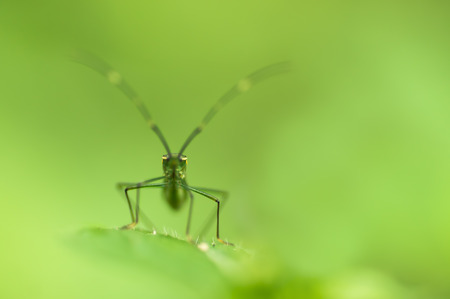 Beautiful macro of cricket on green leaf with depth of field (DOF) effect. Selective and soft focus.の写真素材