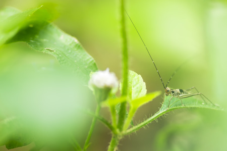 Beautiful macro of cricket hiding behind green leaves with depth of field (DOF) effect. Selective and soft focus.の写真素材
