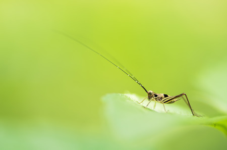 Beautiful macro of cricket on green leaf with depth of field (DOF) effect. Selective and soft focus.の写真素材