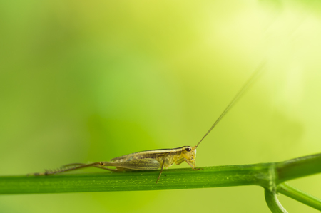 Beautiful macro of cricket on green leaf with depth of field (DOF) effect. Selective and soft focus.の写真素材