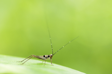 Beautiful macro of cricket on green leaf with depth of field (DOF) effect. Selective and soft focus.の写真素材