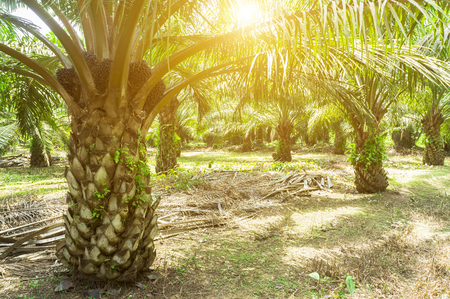 Palm oil plantation and morning sunlightの写真素材