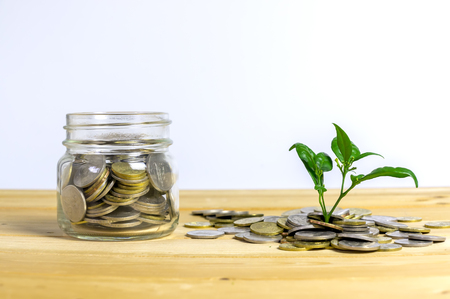 Money growing concept,Business success concept, Green environment investment concept.Trees growing...