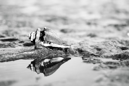 Crab at sand beach in black and white. High key effect.の写真素材