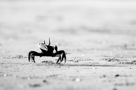 Crab at sand beach in black and white. High key effect.の写真素材
