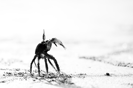Crab at sand beach in black and white. High key effect.の写真素材