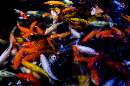 Motion blur beautiful background carp swimming in pond. Abstract colorful background.の写真素材