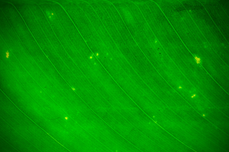 Natural green leaf background texture. Depth of field (DOF), blur, defocus and vignette effect.の写真素材