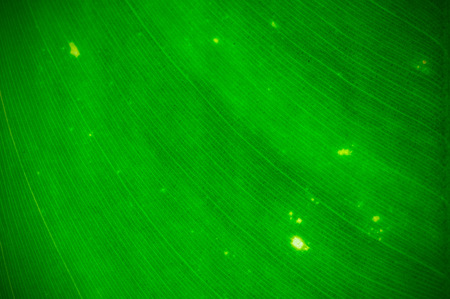Natural green leaf background texture. Depth of field (DOF), blur, defocus and vignette effect.の写真素材