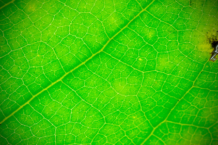 Natural green leaf background texture. Depth of field (DOF), blur, defocus and vignette effect.の写真素材