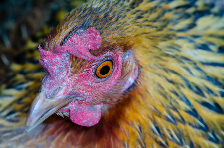 Close up Jungle Fowl chicken.の写真素材