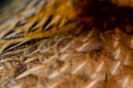 Close up chicken feathers background. Jungle Fowl chicken. Depth of field (DOF) effect.の写真素材