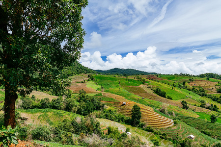 Rice terrace and mountain with the rain storm at the background at Pa Bong Piang near Inthanon...