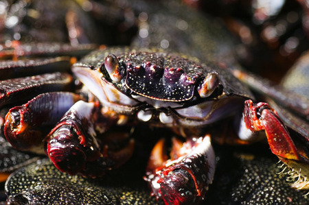Cooked crab. Seafood in Pico Island, Azores, Portugal. の写真素材
