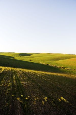 Undulate endless field in the afternoon lightの写真素材