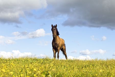 Beautiful young chestnut horse standing in a field of yellow flowersの写真素材
