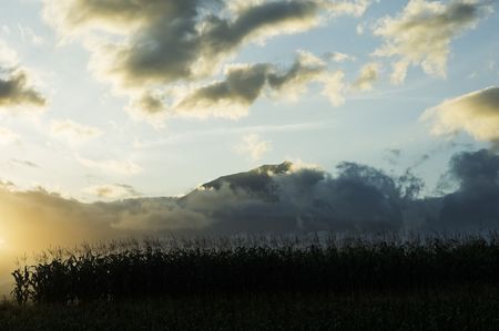 Corn field at sunset under a cloudy skyの写真素材