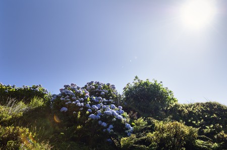 Bunch of wild hortensias in Faial island, Azores, Portugalの写真素材