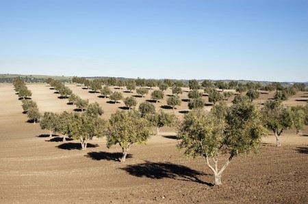 Olive grove in the fields of Alentejo, Portugalの写真素材