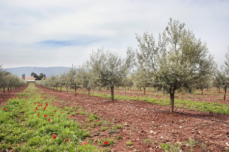Olive grove with drip irrigation system, Alentejo, Portugalの写真素材