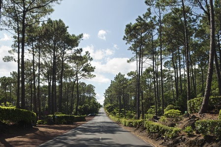 Country road in Pico island, Azoresの写真素材