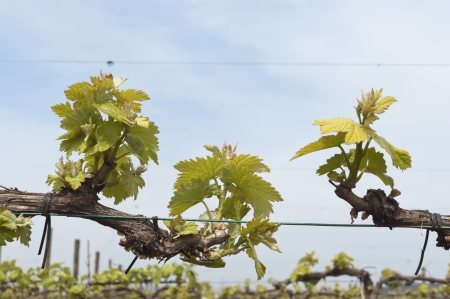 Spring bud break in the vineyards of Borba, Alentejo, Portugalの写真素材