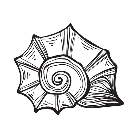 Sea shell nautilus. Black engraving vintage illustration.のイラスト素材