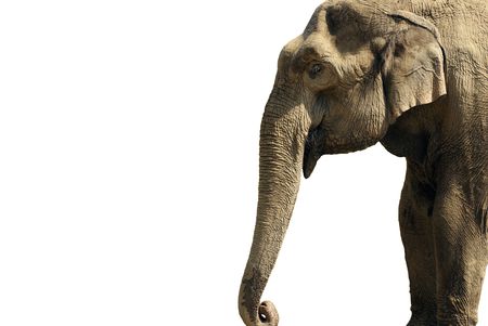 Elephant on a white backgroundの写真素材