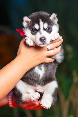 Siberian husky puppy with blue eyesの写真素材