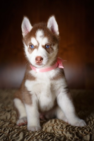Siberian husky puppy with beautiful blue eyesの写真素材