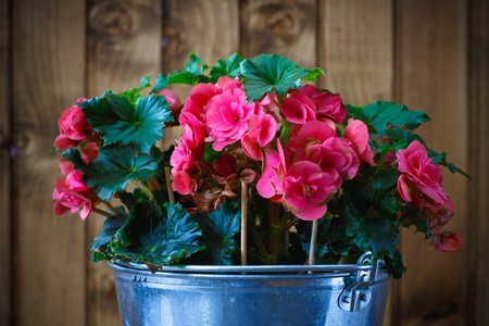 Beautiful flowers on a background of wooden boardsの写真素材