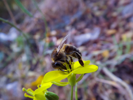 a bee collecting pollenの写真素材