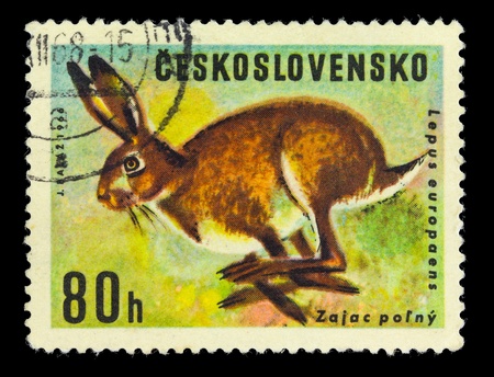 CZECHOSLOVAKIA - CIRCA 1966: A stamp printed in Czechoslovakia showing hare circa 1966の写真素材