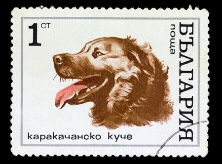 BULGARIA - CIRCA 1970: A stamp printed in Bulgaria shows image of a dog, circa 1970の写真素材