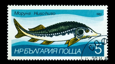BULGARIA - CIRCA 1983: A Stamp printed in BULGARIA shows image of a Sturgeon with the description "Huso huso" from the series "Fresh-water Fish", circa 1983の写真素材