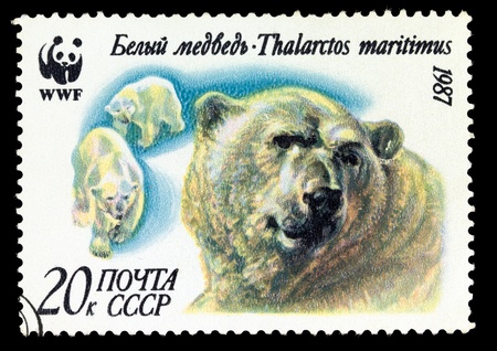 USSR - CIRCA 1987. A stamp printed in USSR shows animal Polar bear, circa 1987の写真素材